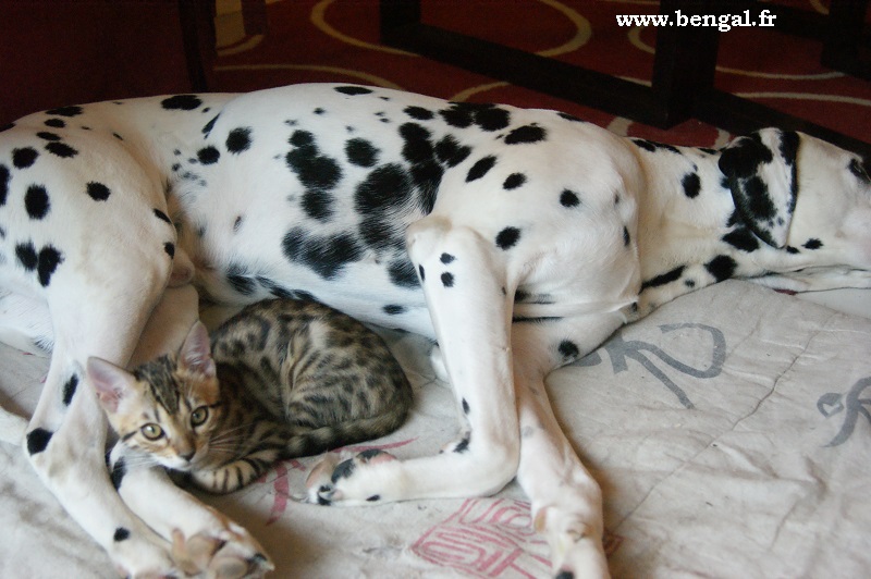 Kawalik Idylle et dalmatien